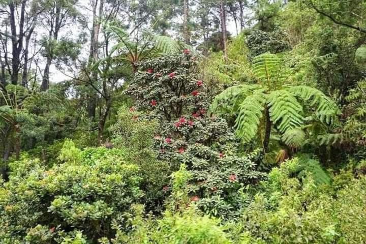 La Rose Guest House Nuwara Eliya Exterior foto